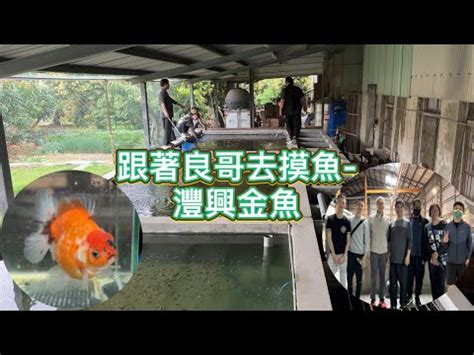 灃興金魚|超美金魚要上岸見客囉,灃興金魚重金打造新魚池來培養幼魚,不管。